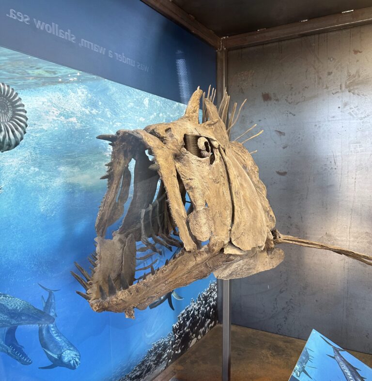 Big Bend – Day 3 – Fossil Discovery Exhibit